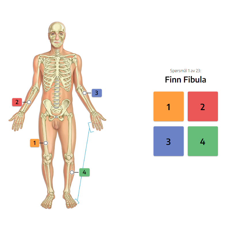 Quiz illustrasjonsbilde